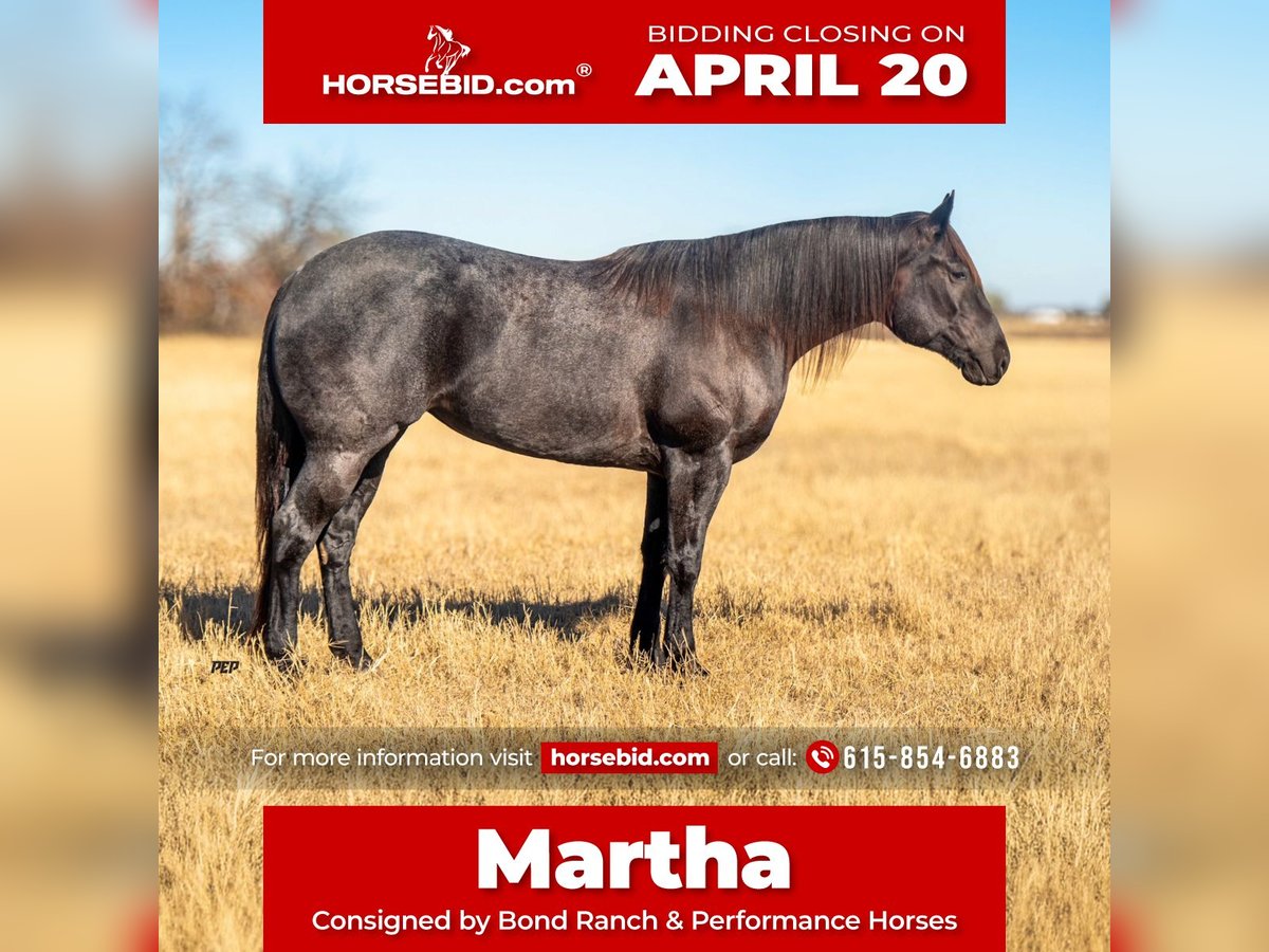 American Quarter Horse Mare 5 years 15,3 hh Roan-Blue in Ranger