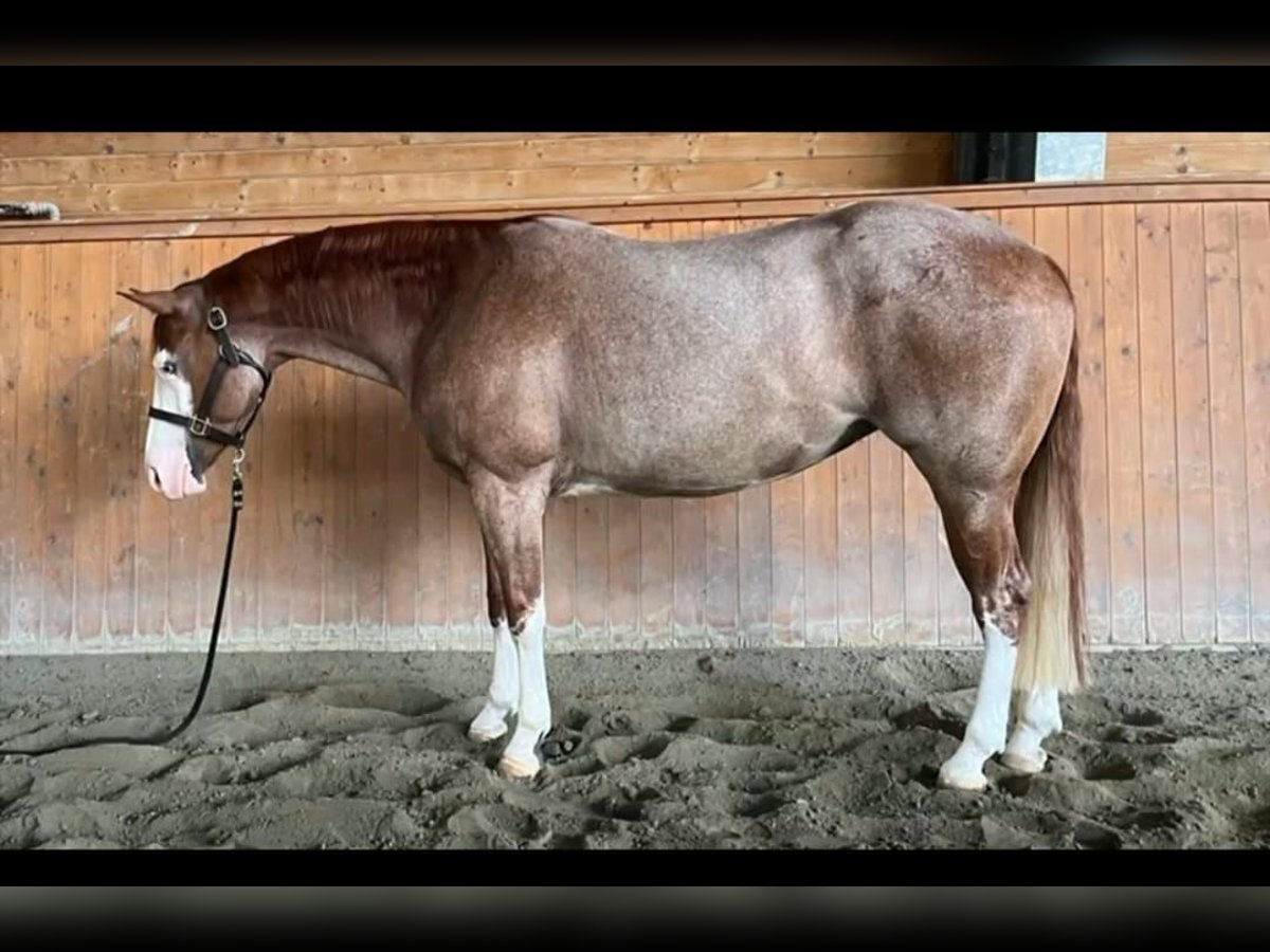 American Quarter Horse Mare 5 years Roan-Red in Brescia