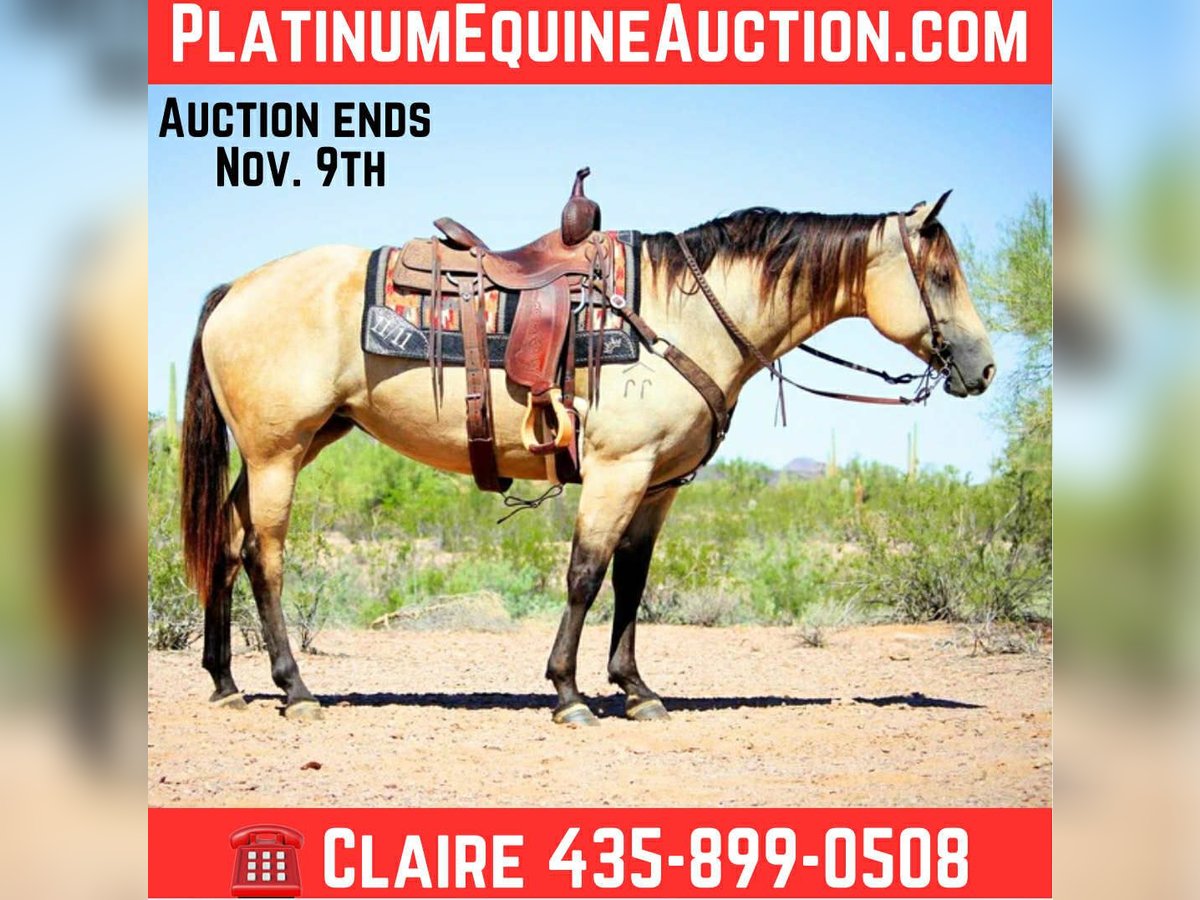 American Quarter Horse Mare 5 years in Marana AZ American Quarter Horse Mare 5 years in Marana AZ