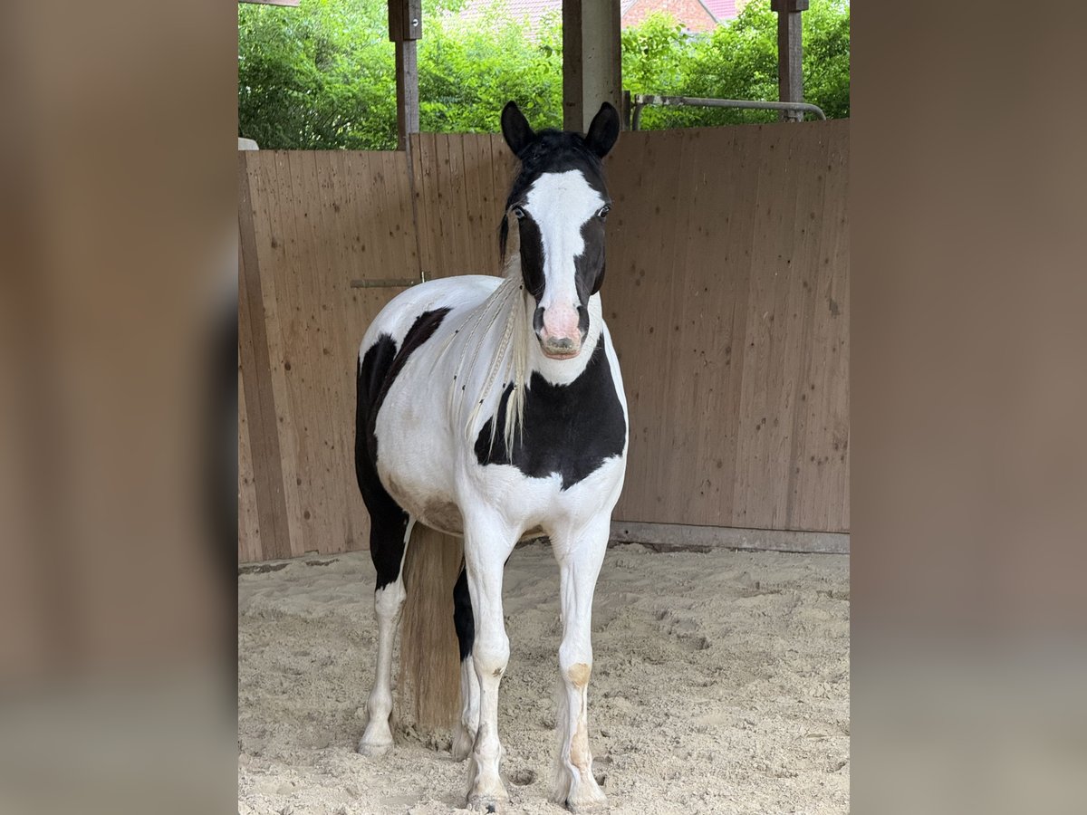 American Quarter Horse Mix Mare 6 years 13.2 hh Overo-all-colors in Werneck