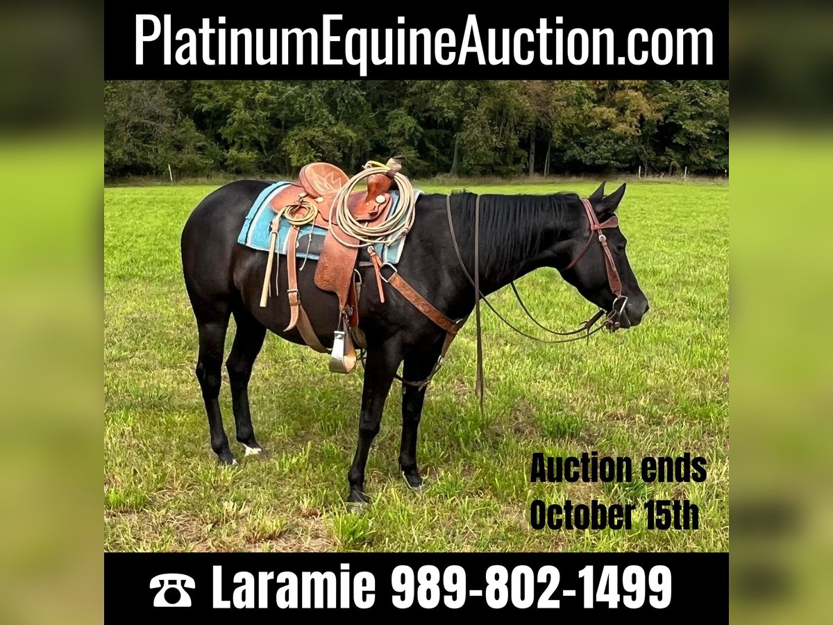 American Quarter Horse Mare 6 years 14,2 hh Black in ROSEBUSH, MI