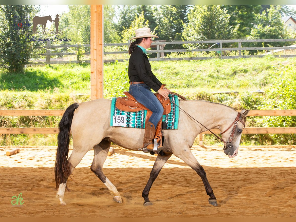 American Quarter Horse Mare 6 years 14,2 hh Buckskin in Harth-Pöllnitz