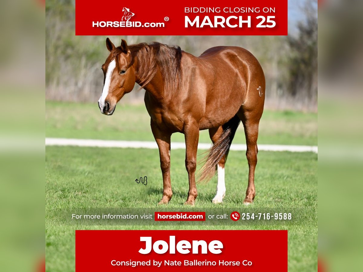 American Quarter Horse Mare 6 years 14,2 hh Sorrel in Waco