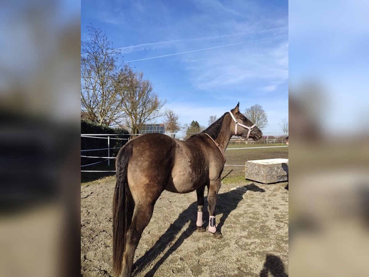American Quarter Horse Mare 6 years 14,3 hh Grullo in Holzheim