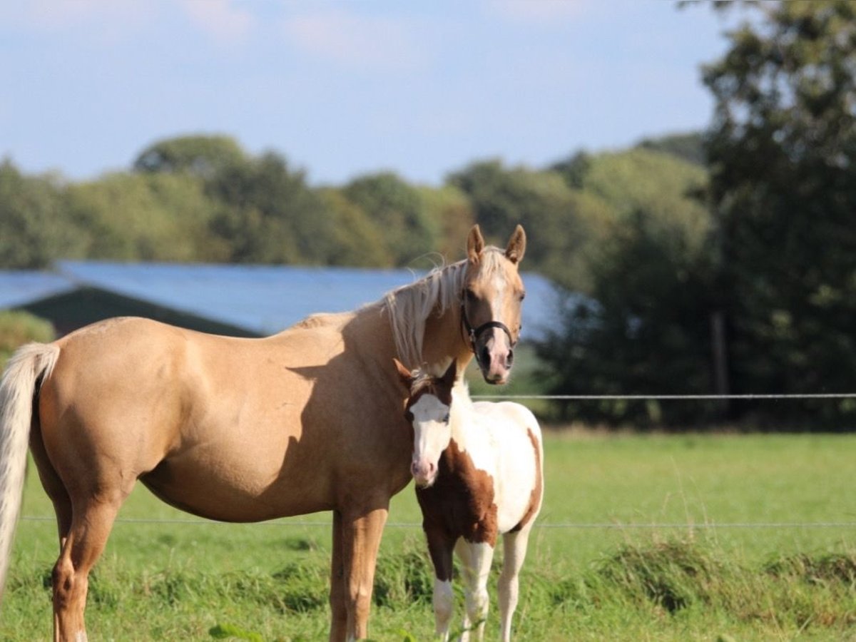 American Quarter Horse Mare 6 years 14,3 hh Palomino in Meppen