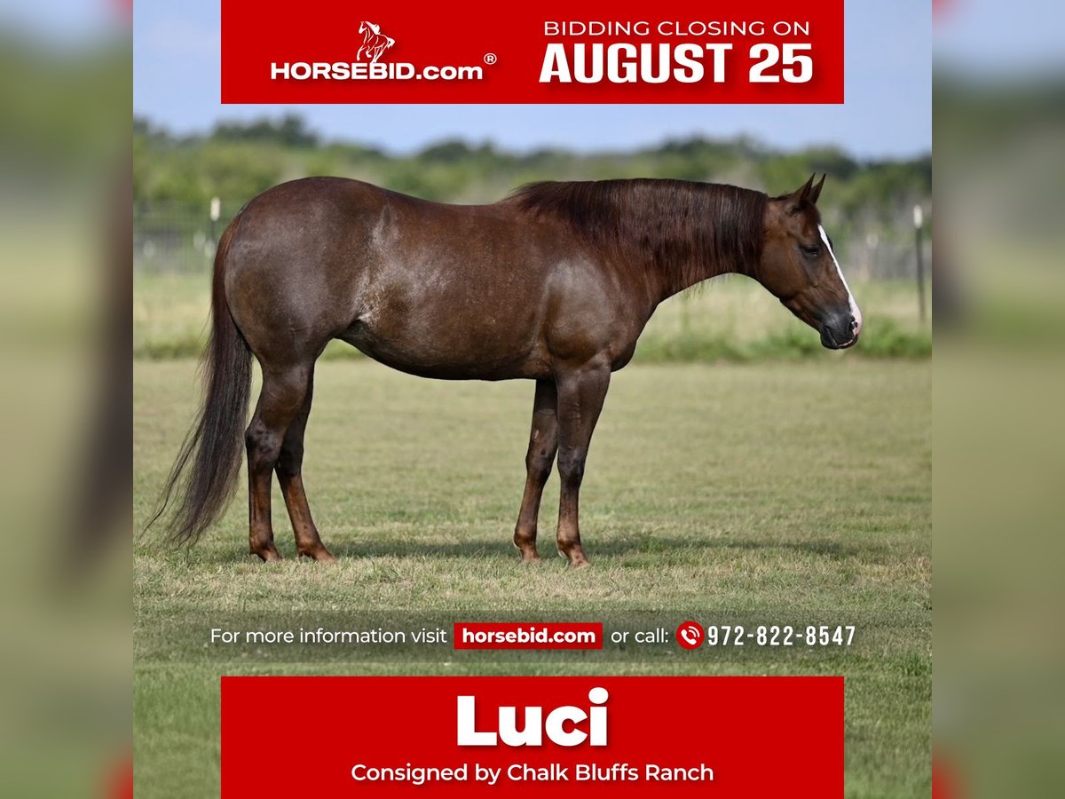 American Quarter Horse Mare 6 years 14,1 hh Sorrel in Kaufman, TX