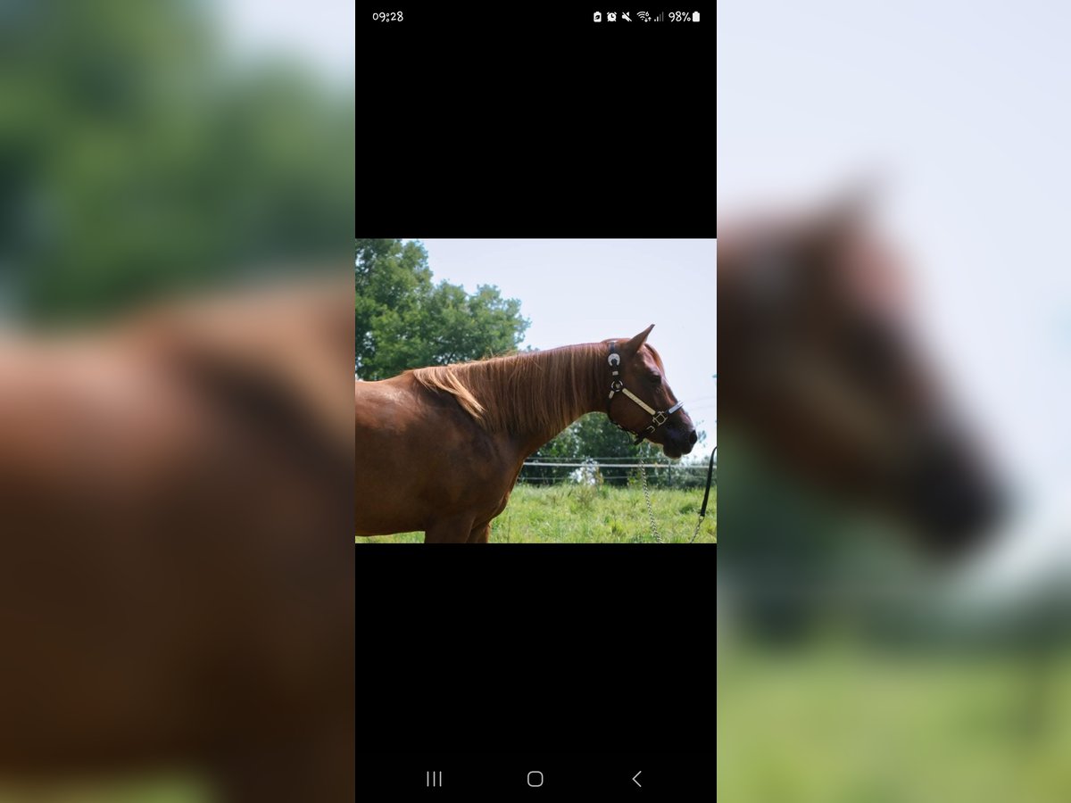 American Quarter Horse Mare 6 years 14,2 hh Chestnut-Red in Alt Duvenstedt