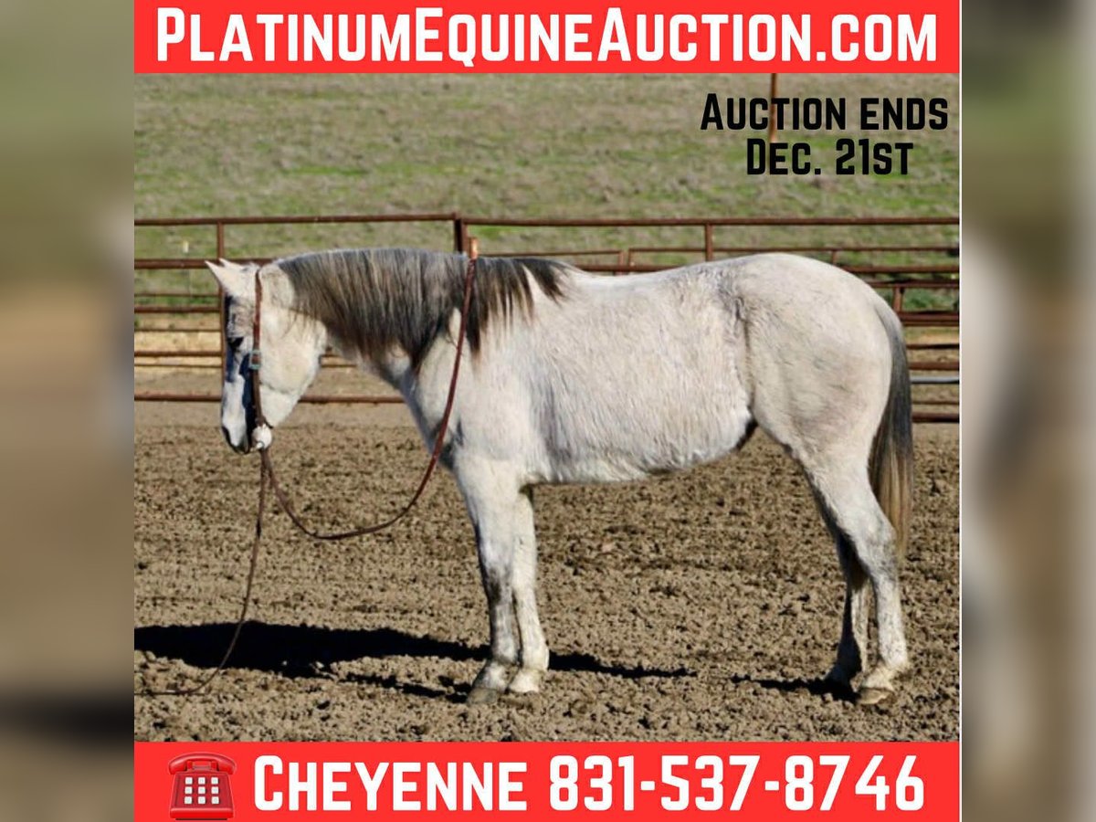 American Quarter Horse Mare 6 years 14,2 hh Grey in Bitterwater, CA