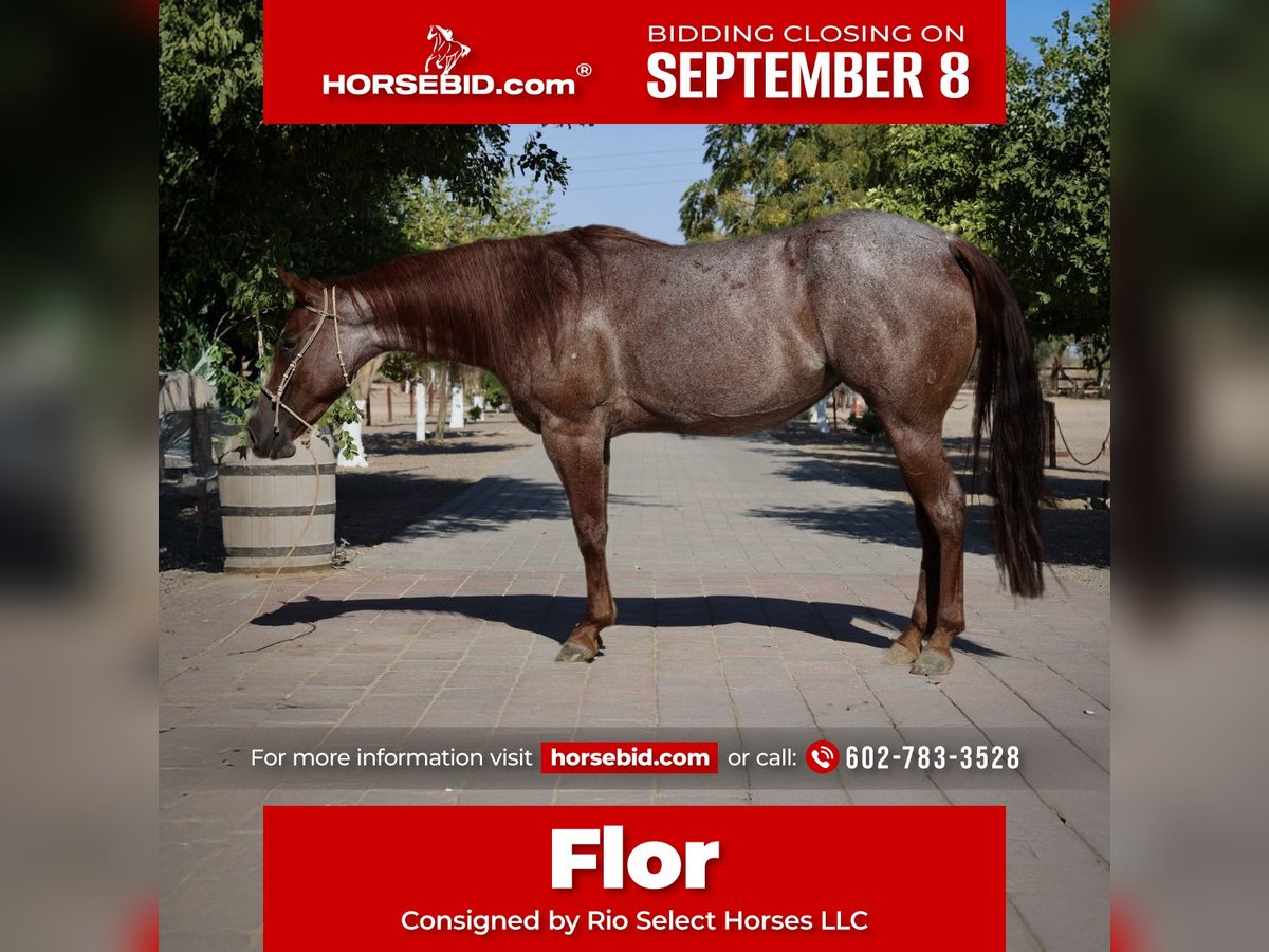 American Quarter Horse Mare 6 years 14,2 hh Roan-Red in Tonopah