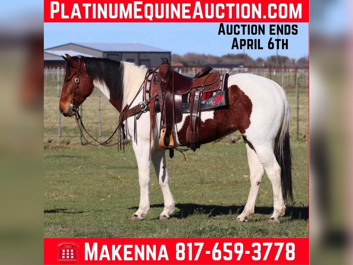 American Quarter Horse Mare 6 years 14,2 hh Tobiano-all-colors in Lipan TX