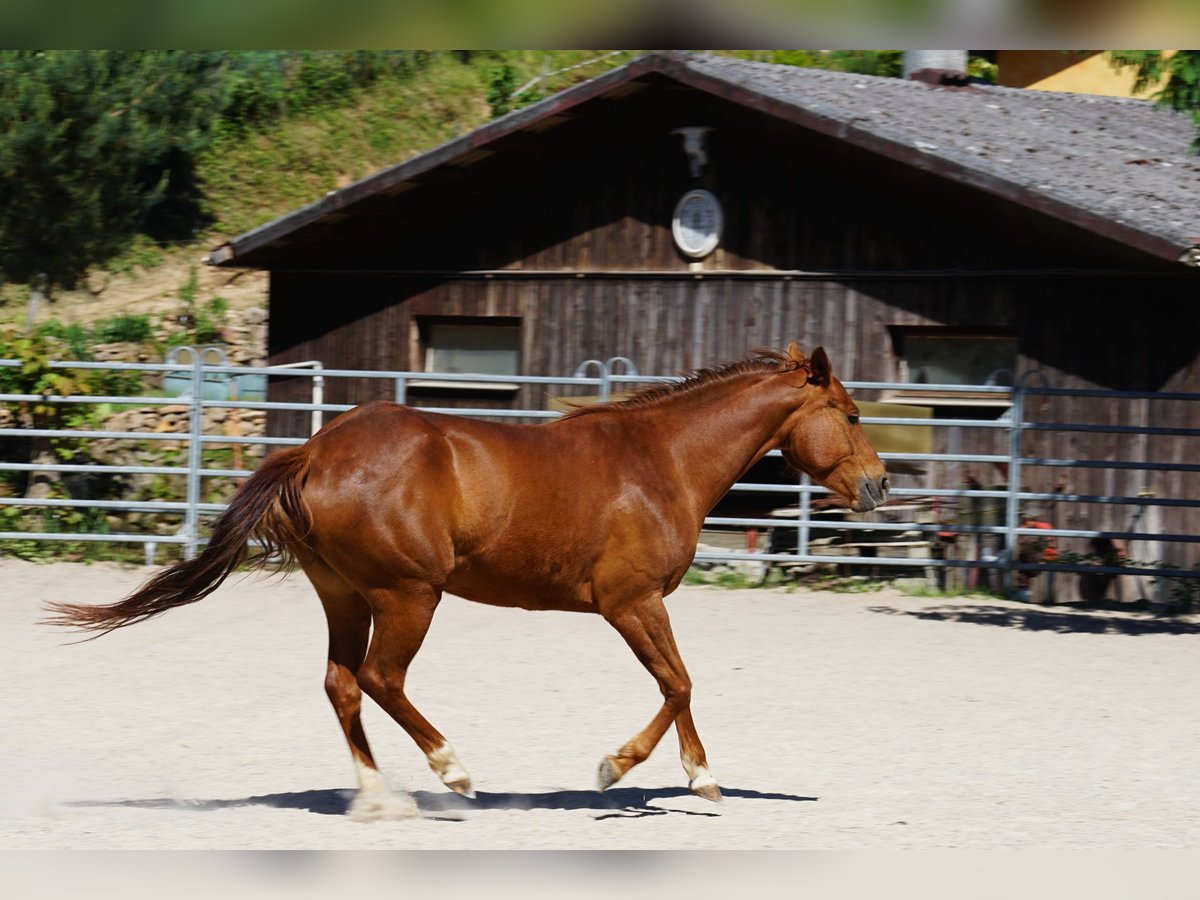 American Quarter Horse Mare 6 years 14,3 hh Chestnut-Red in Durbach