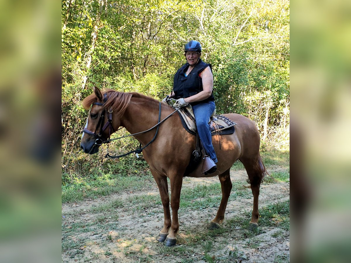 American Quarter Horse Mare 6 years 15,1 hh Red Dun in Sainte-Gemme