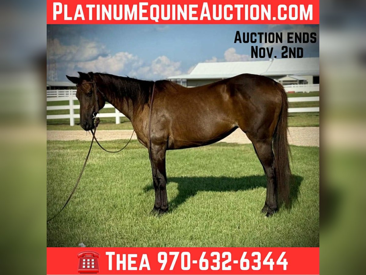 American Quarter Horse Mare 6 years 15,3 hh Black in Fort Collins CO