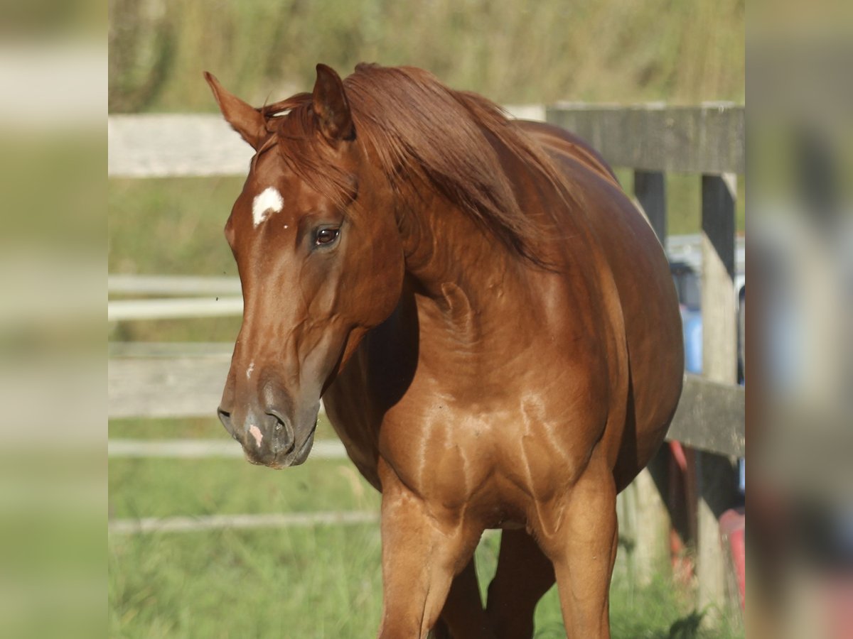 American Quarter Horse Mix Mare 6 years 15,3 hh in Waldshut-Tiengen