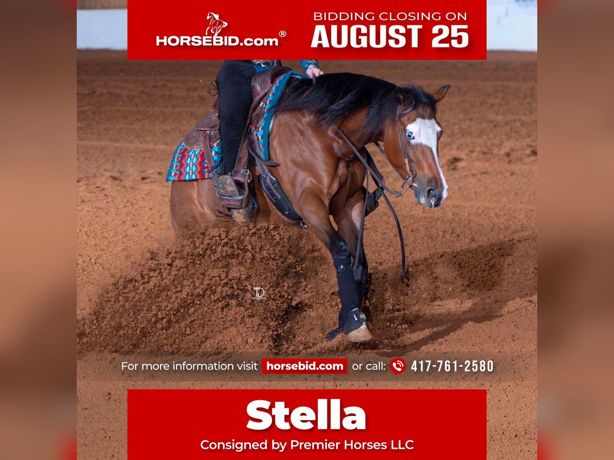 American Quarter Horse Mare 6 years 15 hh Bay in Buffalo, MO