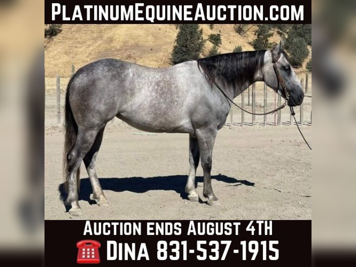 American Quarter Horse Mare 6 years 15 hh Grey-Dapple in Paicines CA