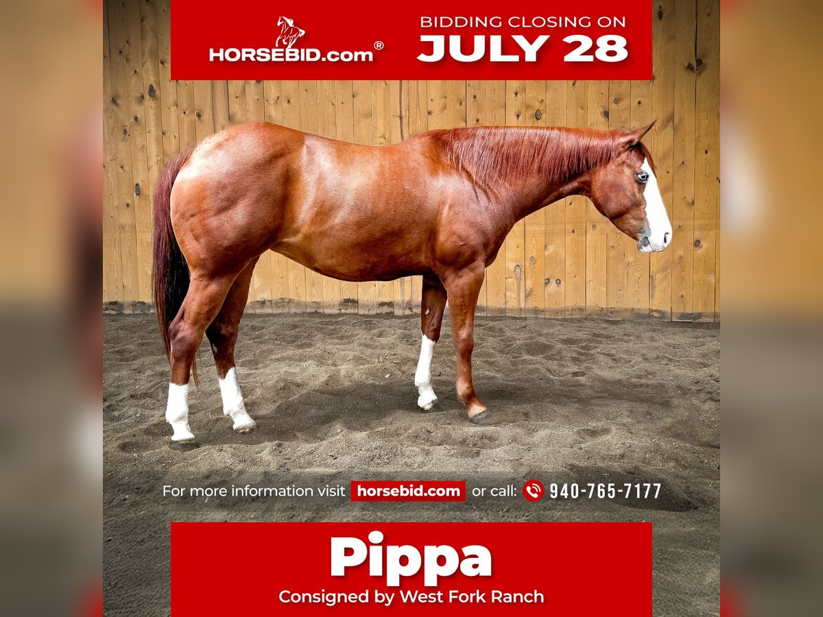 American Quarter Horse Mare 6 years 15 hh Sorrel in Sheffield