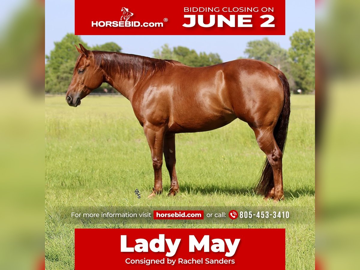 American Quarter Horse Mare 6 years 15 hh Sorrel in Whitesboro, TX