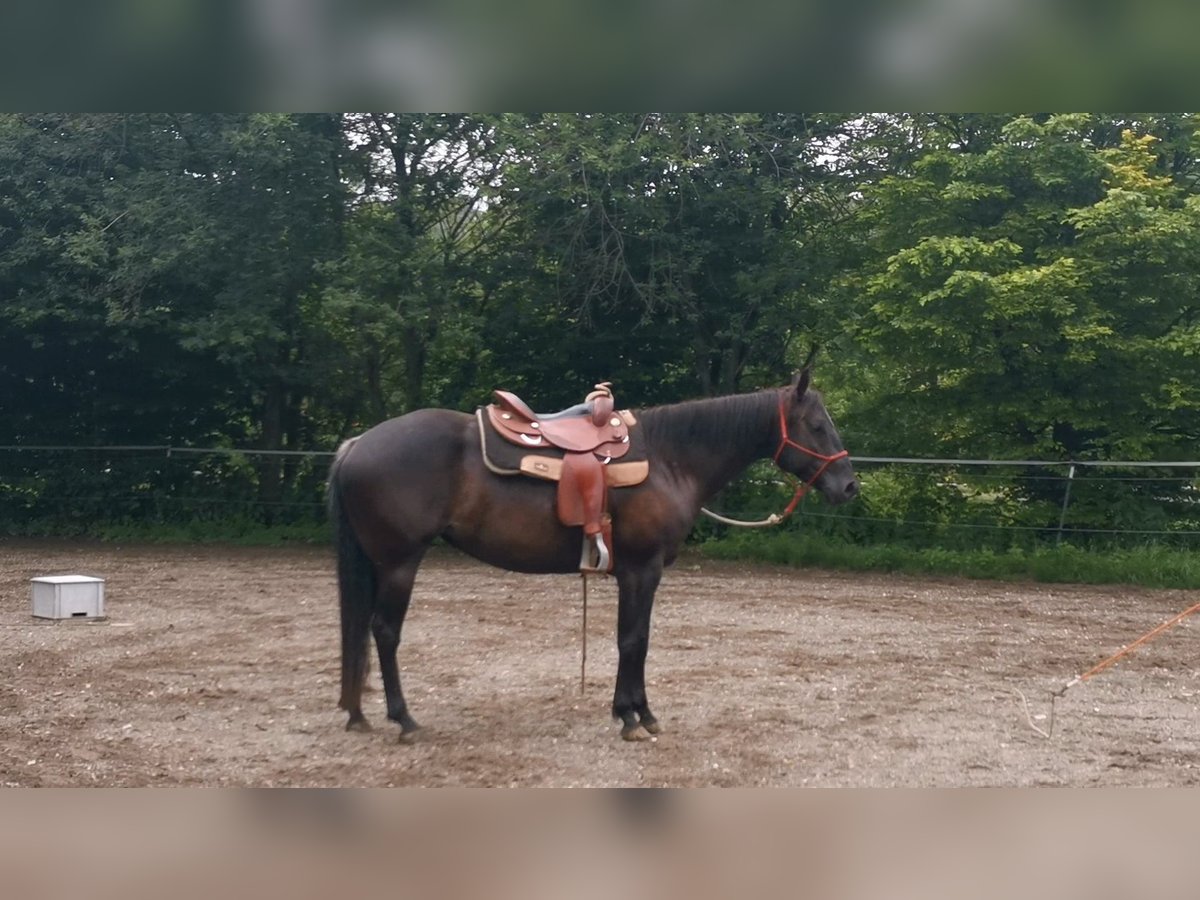 American Quarter Horse Mare 6 years Black in Gruibingen