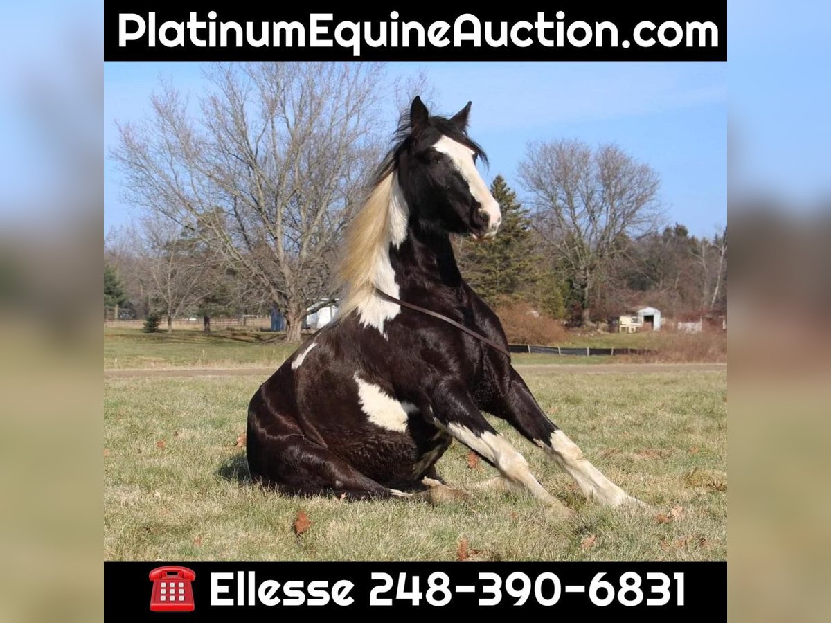 American Quarter Horse Mare 6 years Tobiano-all-colors in Howell MI