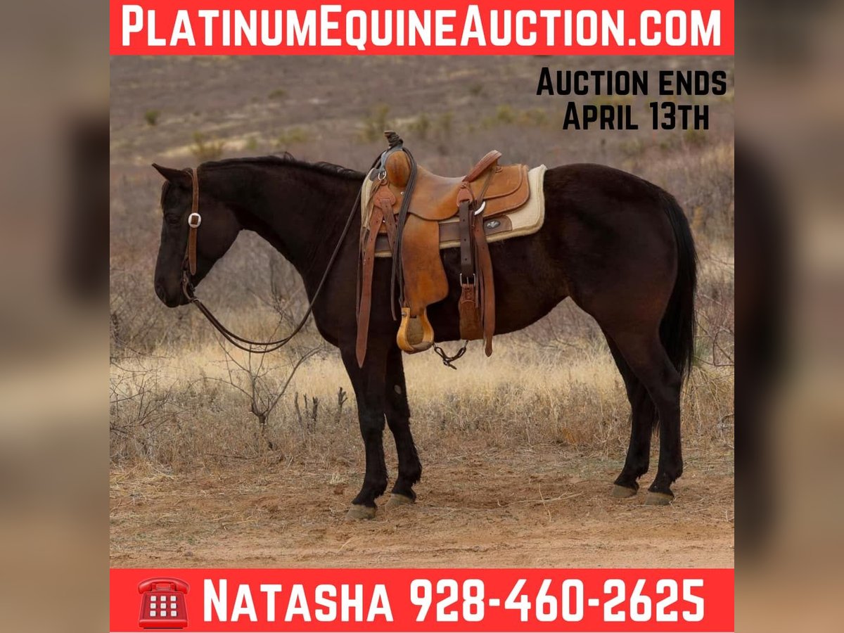 American Quarter Horse Mare 7 years 14,2 hh Black in Camp Verrde AZ