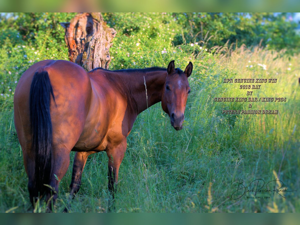 American Quarter Horse Mare 7 years 14,2 hh Brown in Mellingen