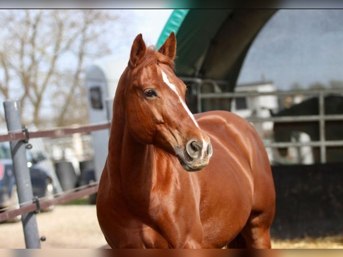 American Quarter Horse Mare 7 years 14,2 hh Chestnut-Red in Pastetten