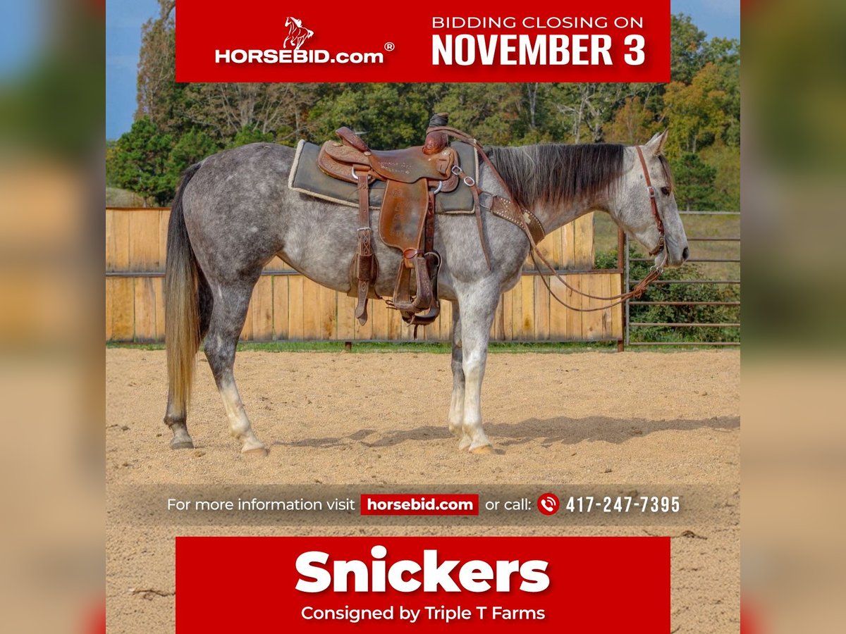 American Quarter Horse Mare 7 years 14,2 hh Grey in Summersville