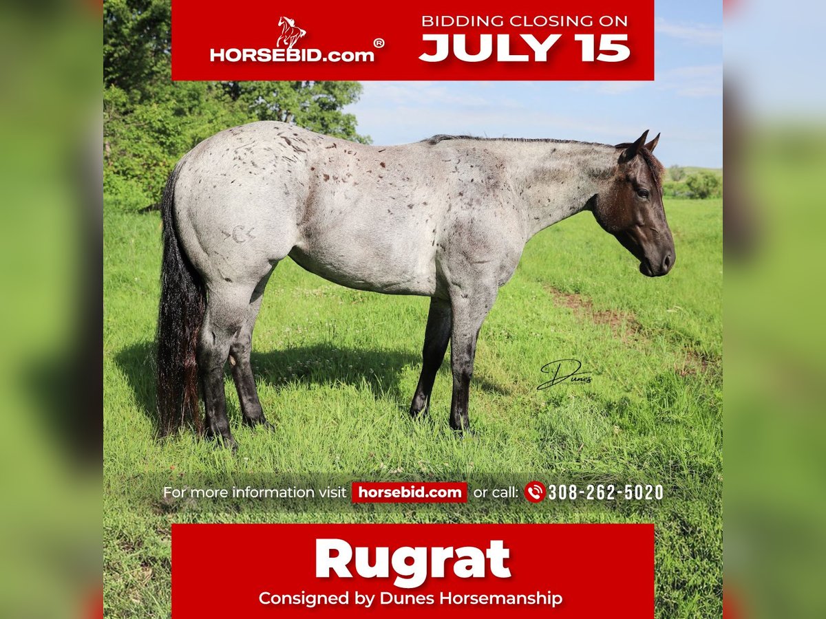 American Quarter Horse Mare 7 years 14,3 hh Roan-Blue in Thedford