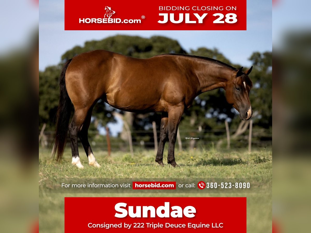 American Quarter Horse Mare 7 years 14,1 hh Bay in Cisco, TX