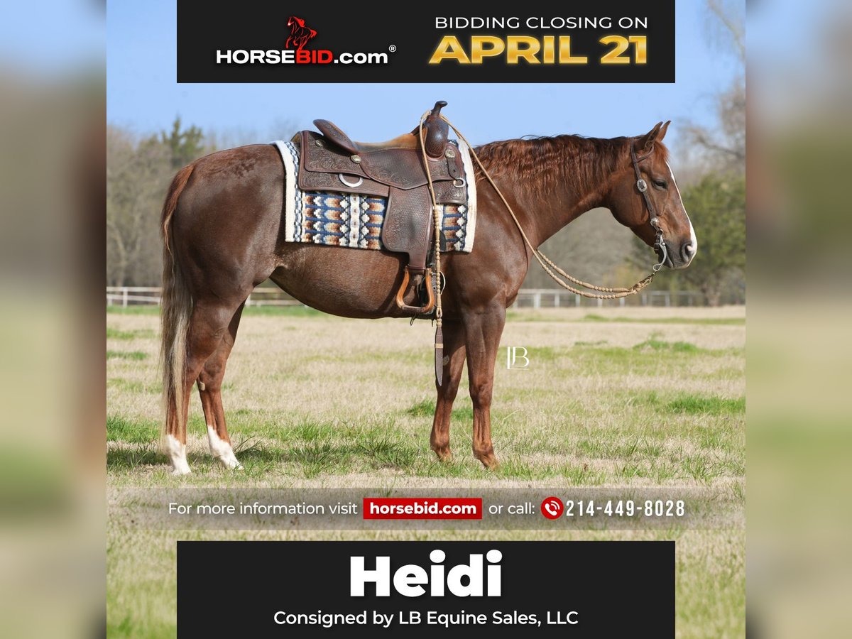 American Quarter Horse Mare 7 years 14,1 hh Chestnut in Terrell, TX