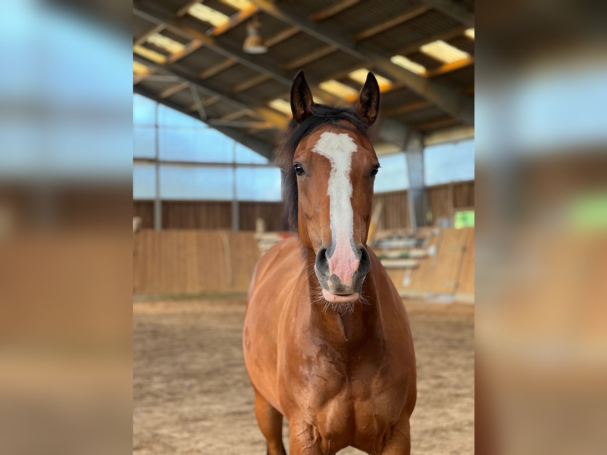 American Quarter Horse Mare 7 years 14,2 hh Brown in RosengartenRosengarten