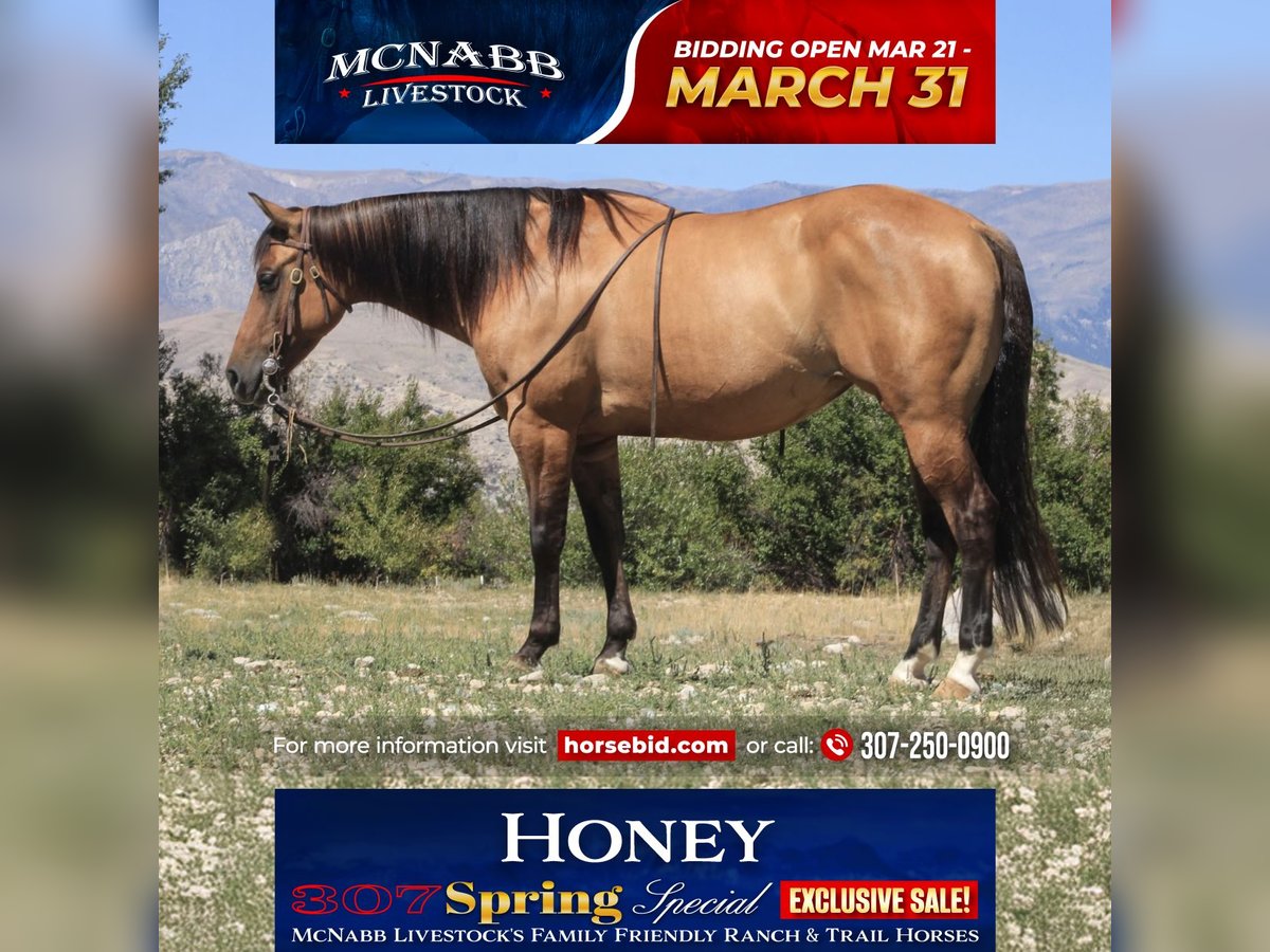 American Quarter Horse Mare 7 years 14,2 hh Dun in Cody, WY