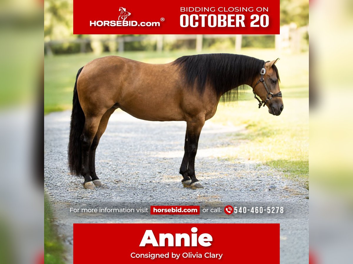 American Quarter Horse Mare 7 years 14,3 hh Buckskin in Staunton
