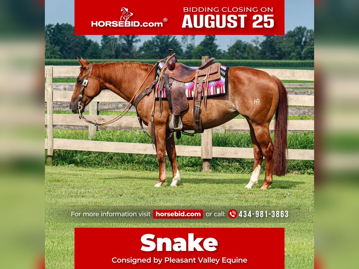 American Quarter Horse Mare 7 years 14,3 hh Rabicano in Sandborn, IN