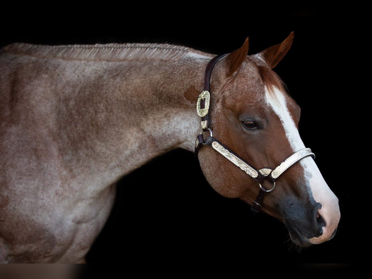 American Quarter Horse Mare 7 years 15,2 hh Roan-Red in Waldbröl