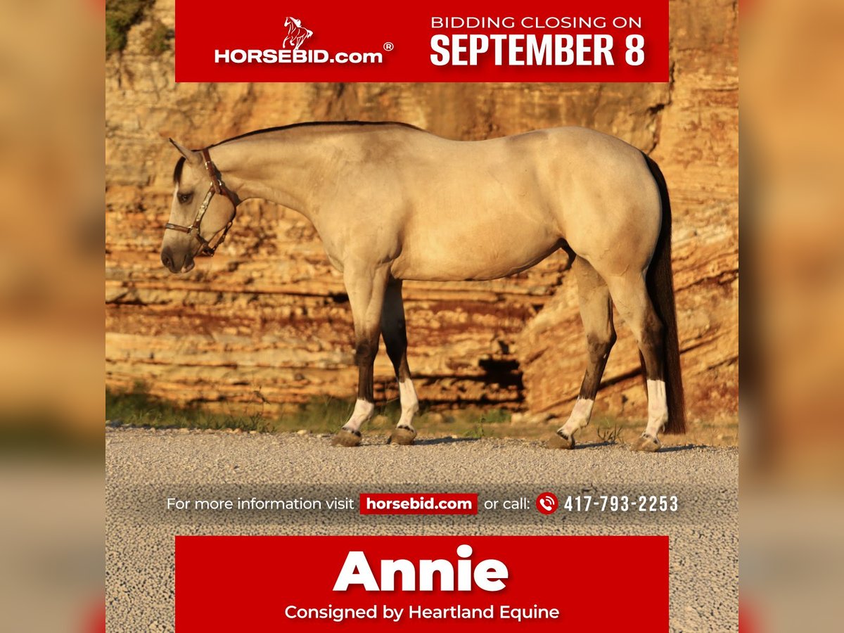 American Quarter Horse Mare 7 years 15 hh Buckskin in Mount Vernon, MO