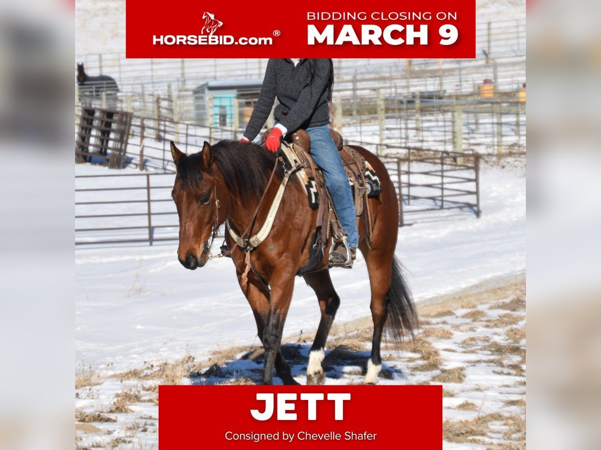 American Quarter Horse Mare 7 years 15,3 hh Bay in Glencoe