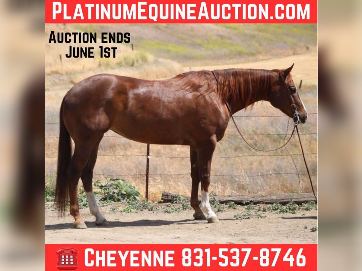 American Quarter Horse Mare 7 years 15,3 hh Chestnut in Bitterwater CA