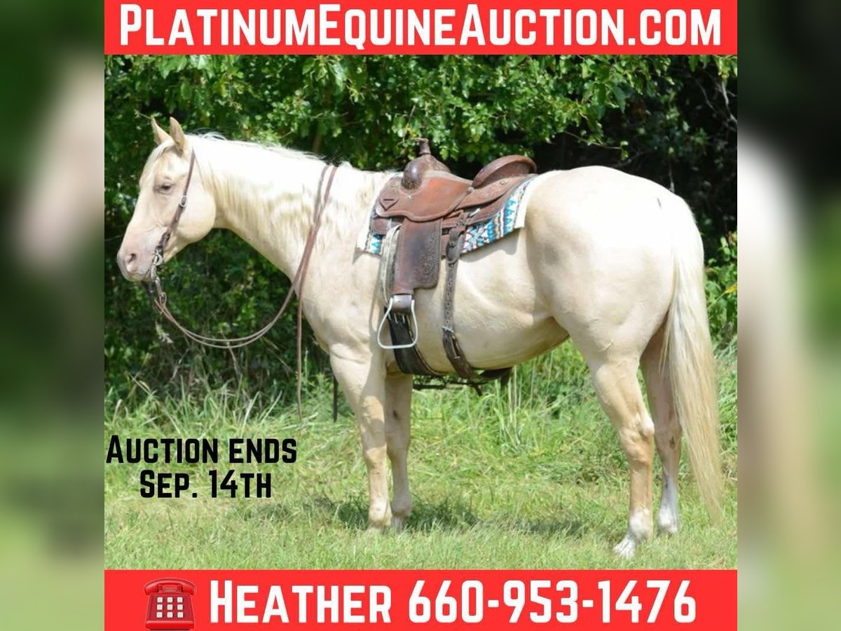 American Quarter Horse Mare 7 years 15,3 hh Palomino in Princeton MO