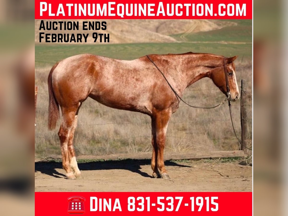 American Quarter Horse Mare 7 years Roan-Red in Paicines CA