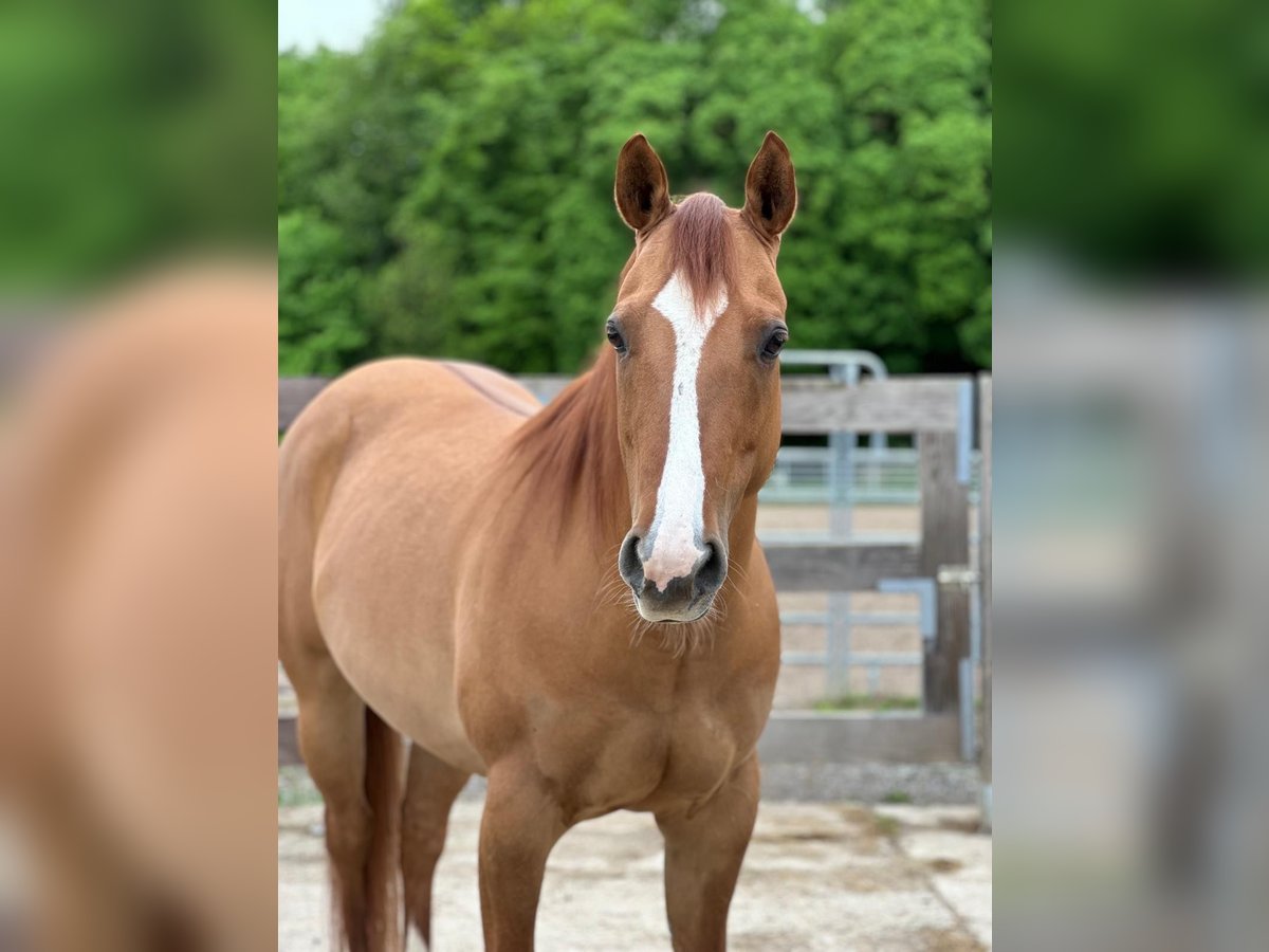 American Quarter Horse Mare 7 years in Dielheim