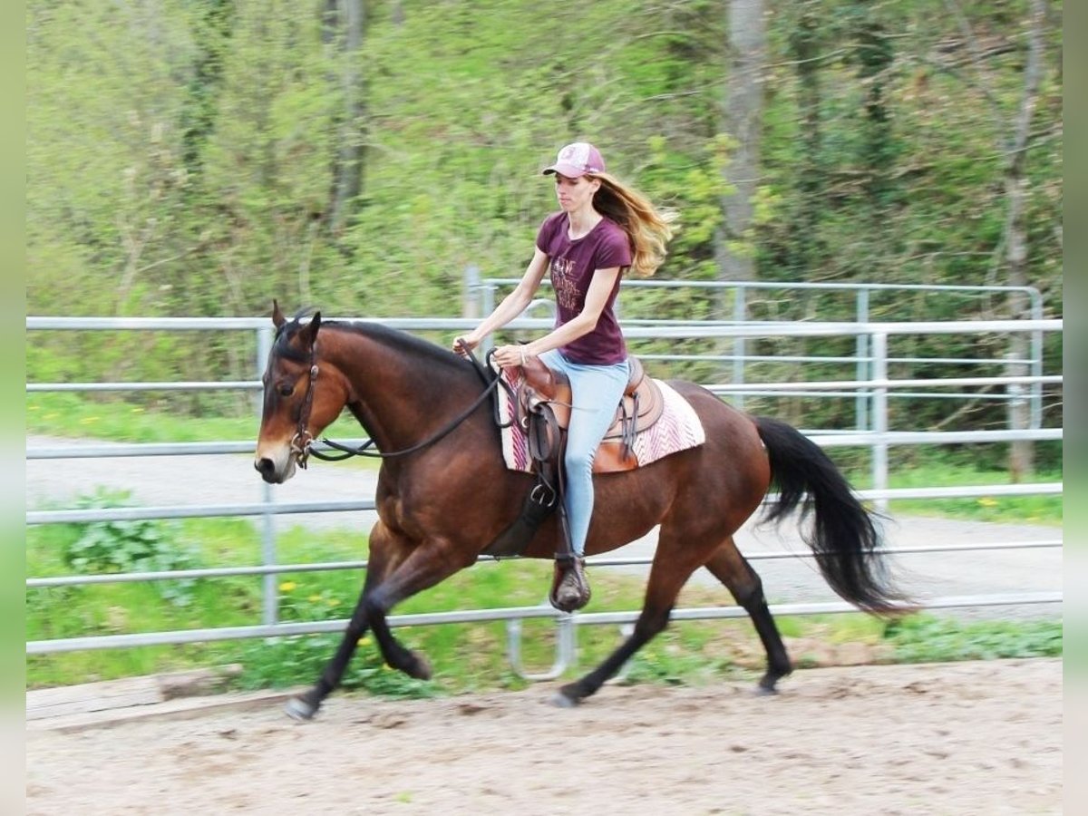 American Quarter Horse Mare 8 years 14,2 hh Brown in Hundsbach