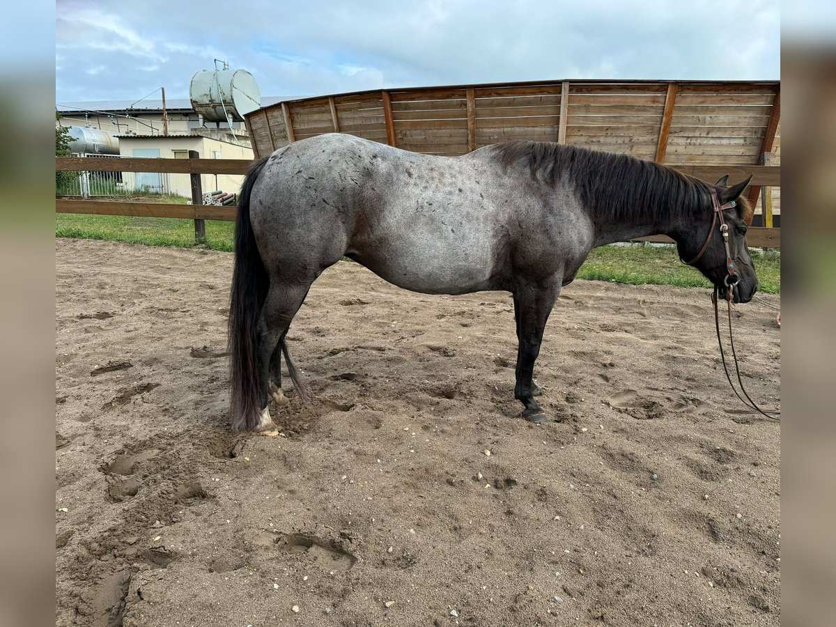 American Quarter Horse Mare 8 years 14,2 hh Roan-Blue in Moritz