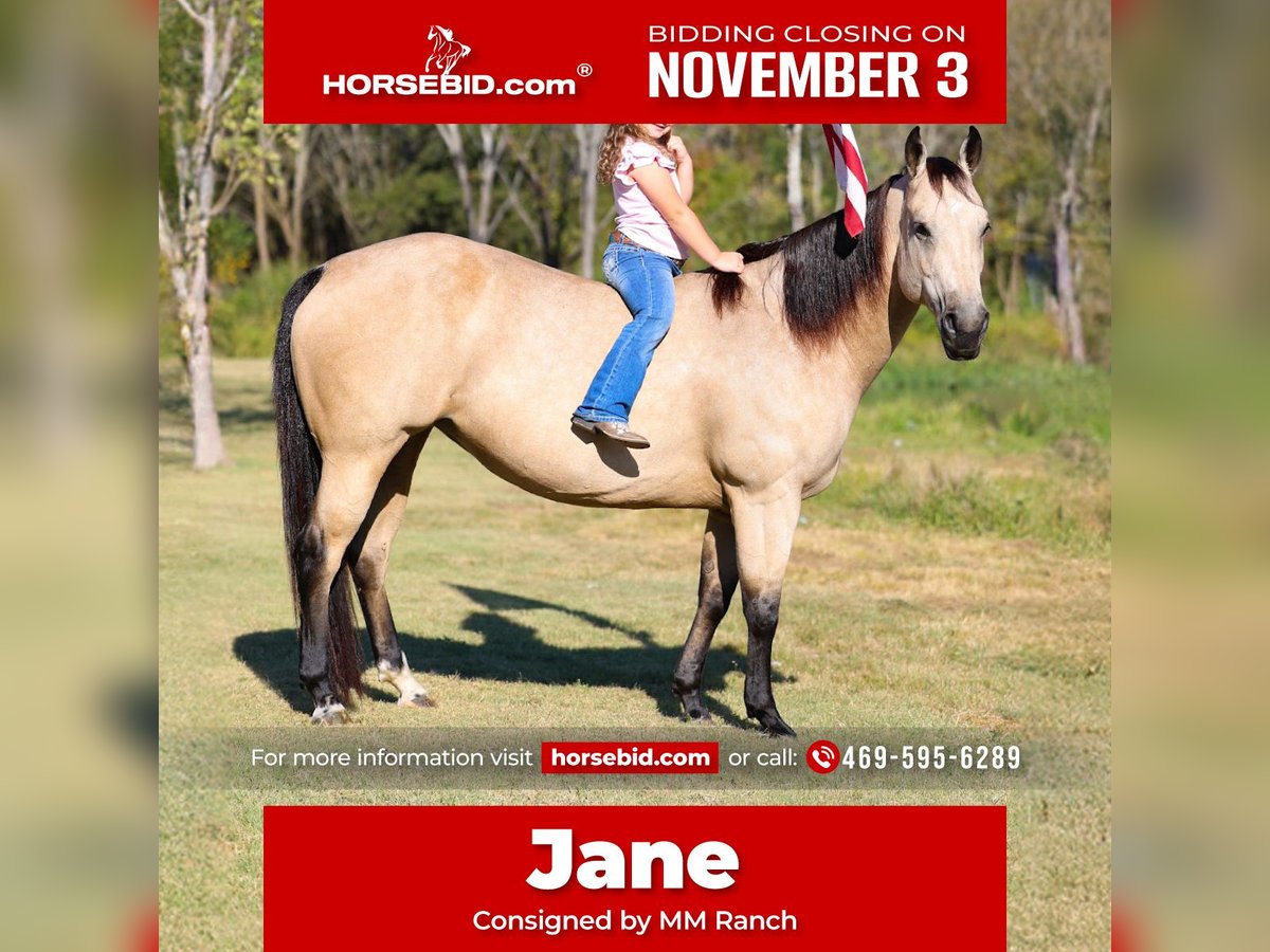 American Quarter Horse Mare 8 years 14,3 hh Buckskin in Forney