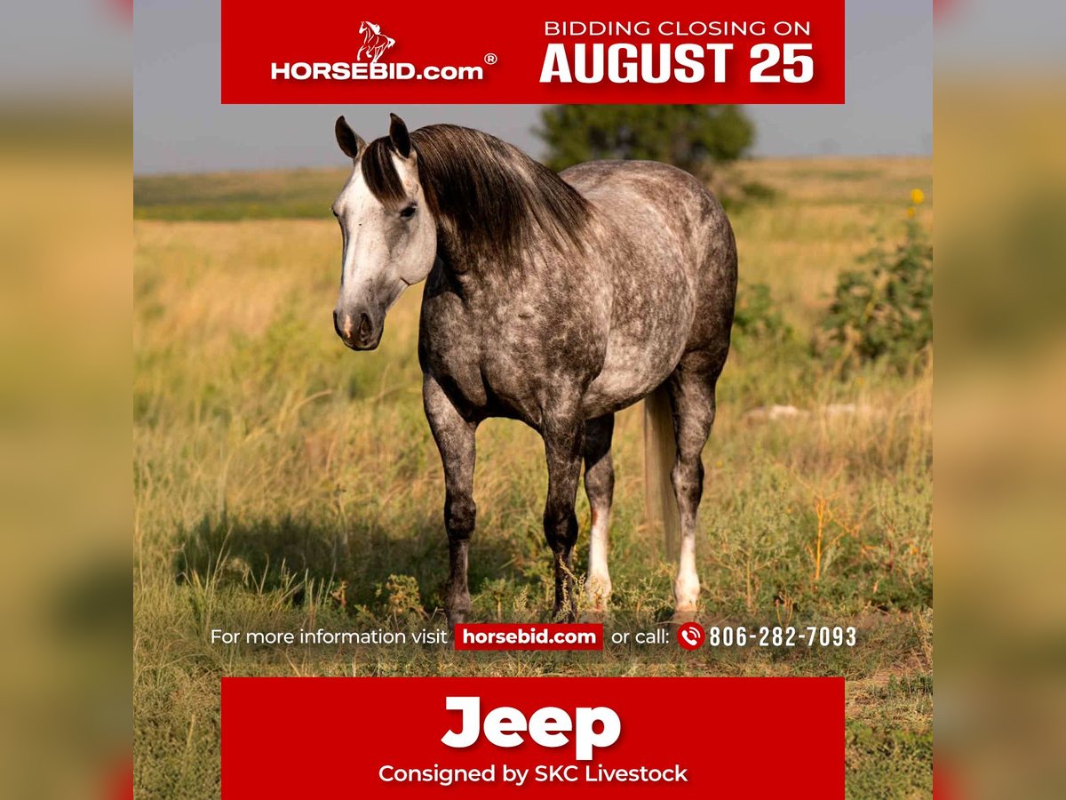 American Quarter Horse Mare 8 years 14,3 hh Grey in Canyon, TX