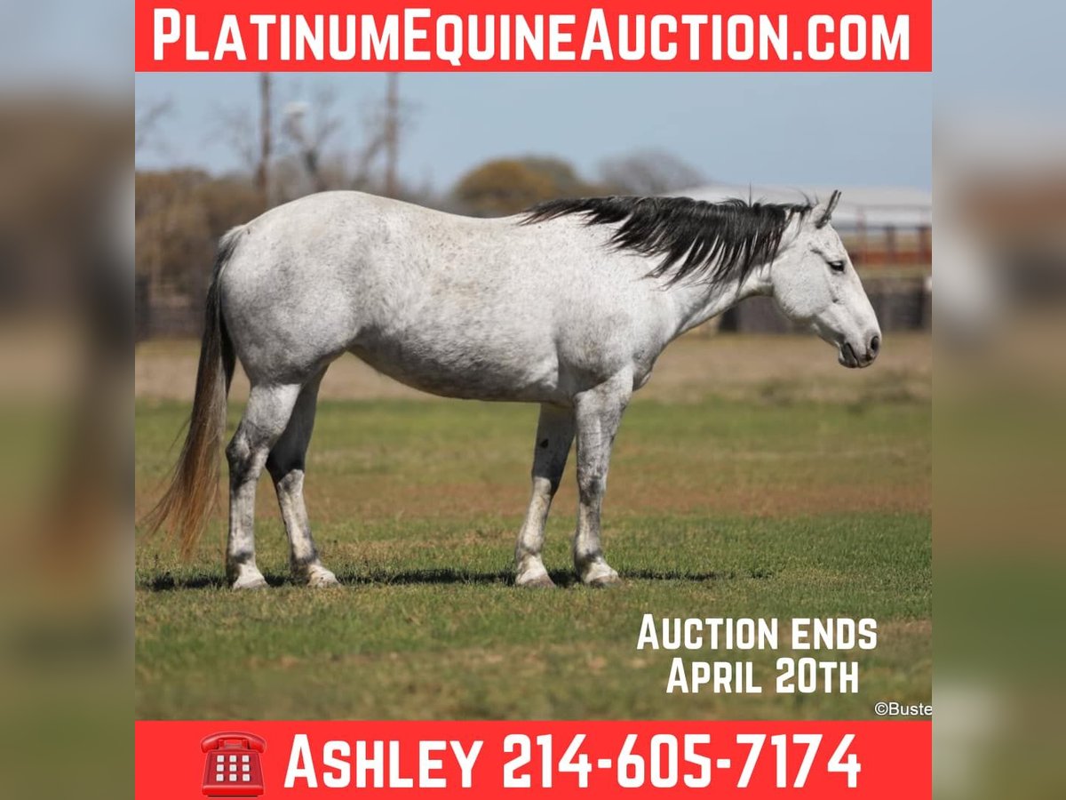 American Quarter Horse Mare 8 years 14,3 hh Grey in Weatherford TX