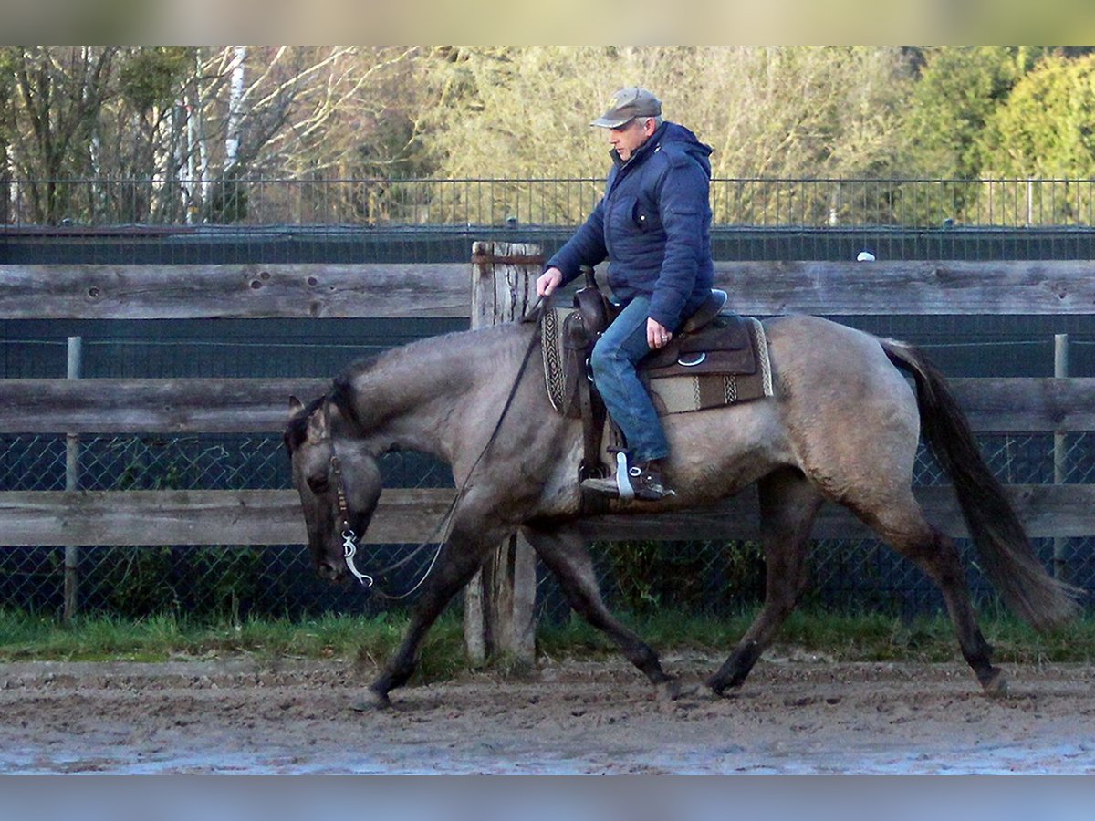 American Quarter Horse Mare 8 years 14,3 hh Grullo in Ratingen