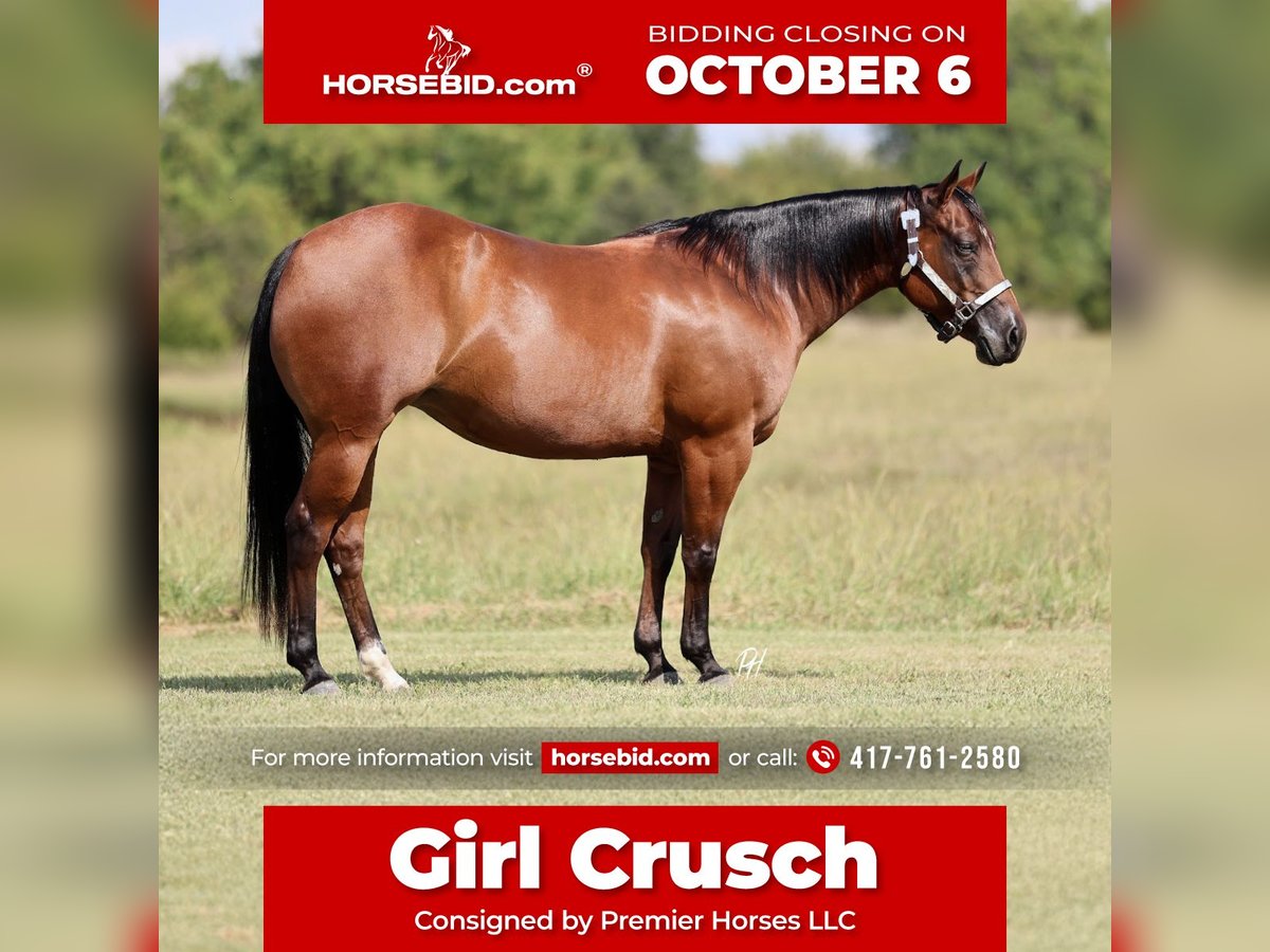 American Quarter Horse Mare 8 years 14,2 hh Bay in Buffalo