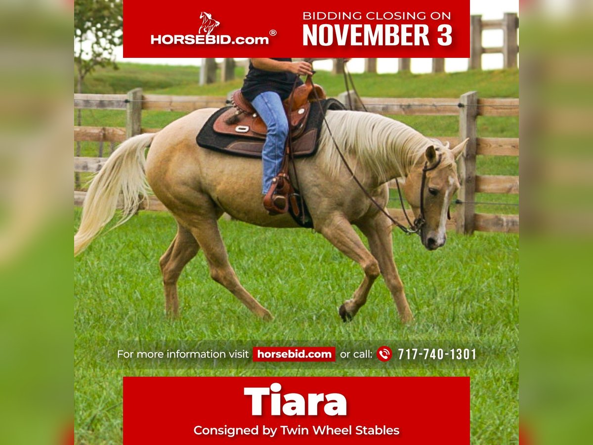 American Quarter Horse Mare 8 years 14,2 hh Palomino in Gordonville American Quarter Horse Mare 8 years 14,2 hh Palomino in Gordonville
